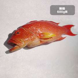 印尼冰鲜红燕尾斑鱼